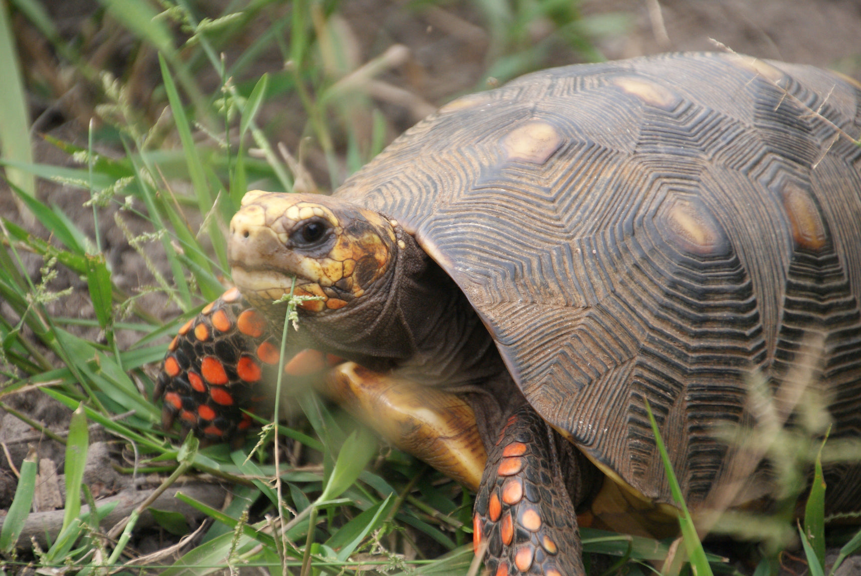 Vichada Climate Reforestation, Colombia