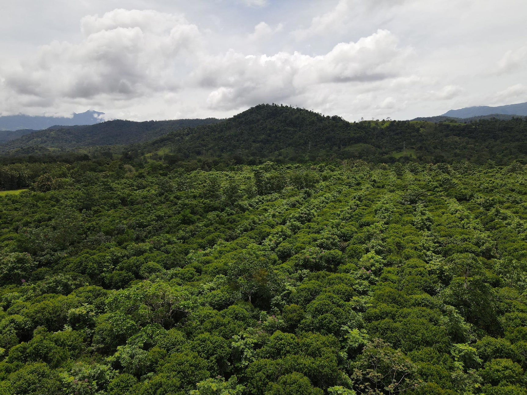 BaumInvest Mixed Reforestation in Costa Rica
