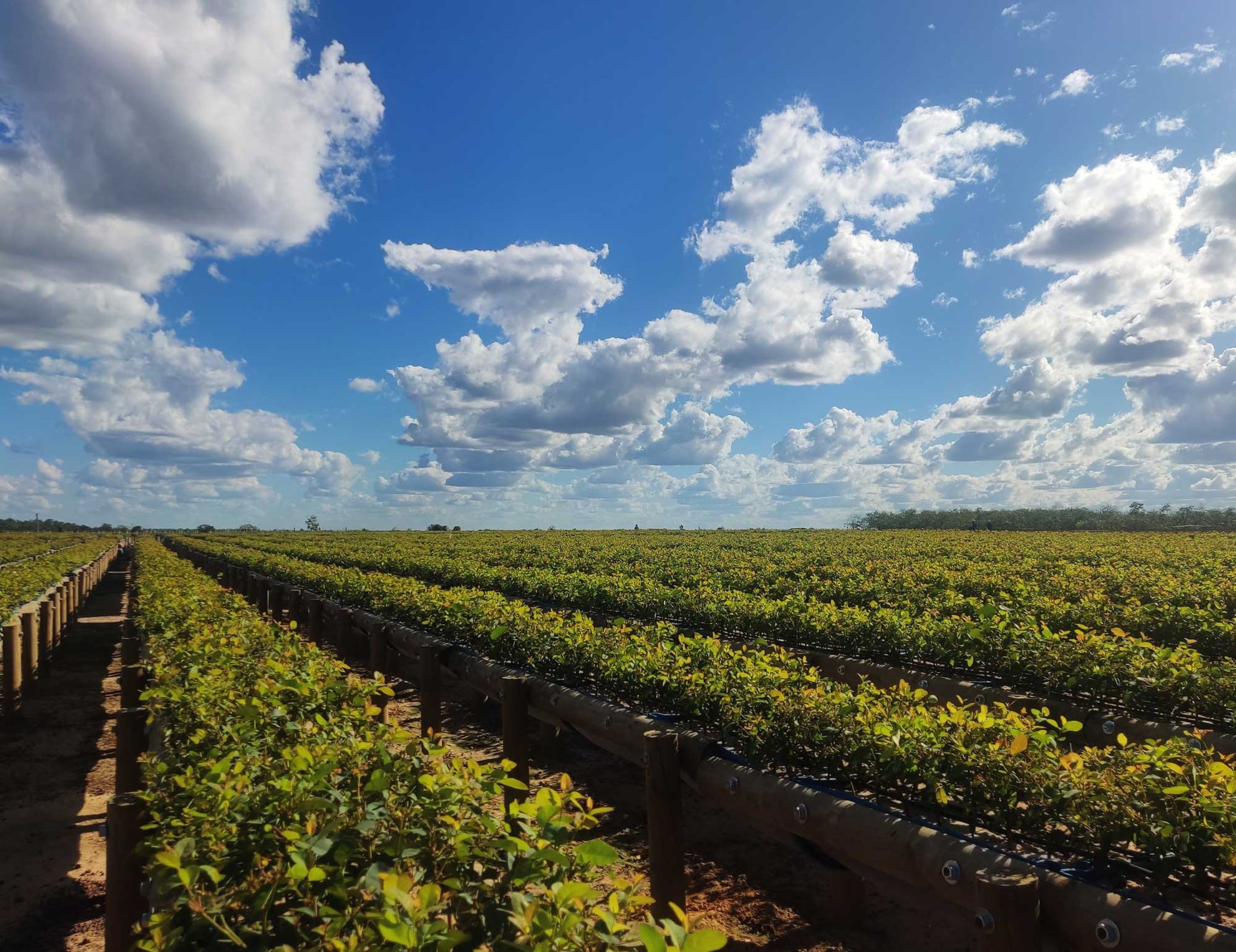 Vichada Climate Reforestation, Colombia