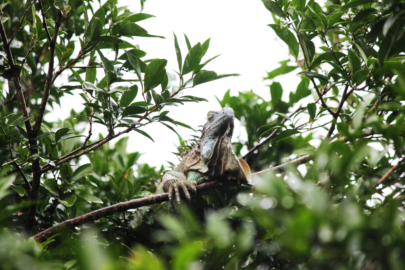 BaumInvest Mixed Reforestation in Costa Rica