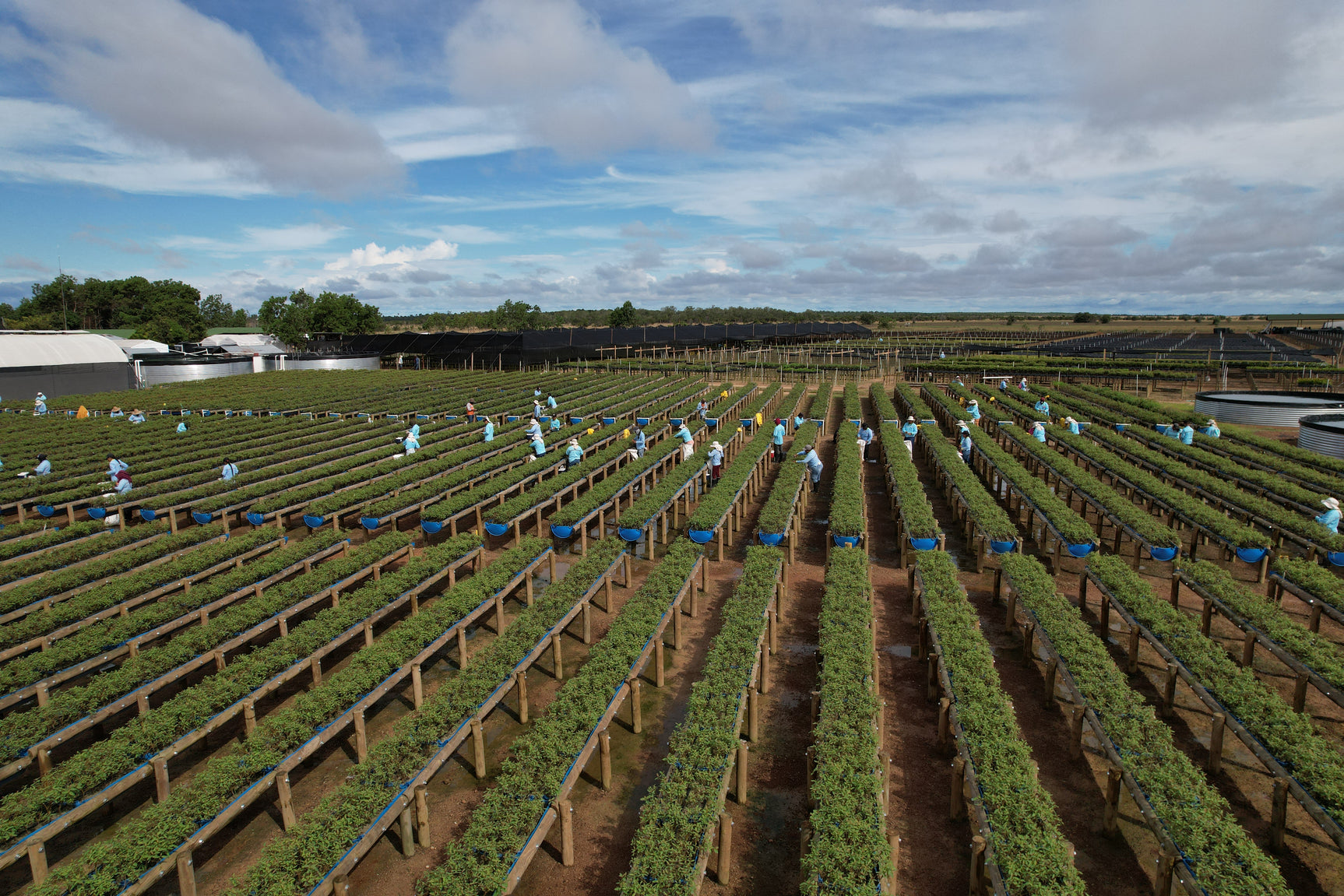 Vichada Climate Reforestation, Colombia