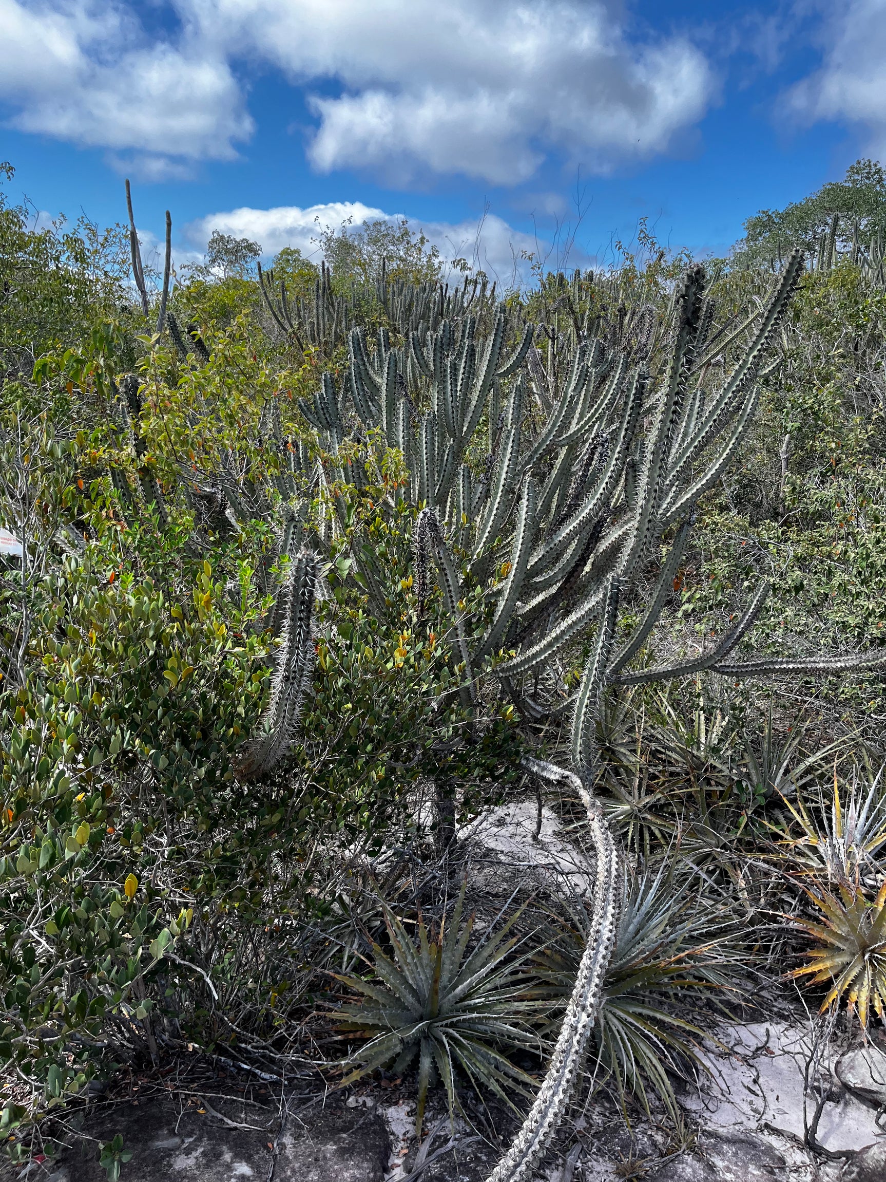 Buenos Aires Renewable Energy Project, Brazil