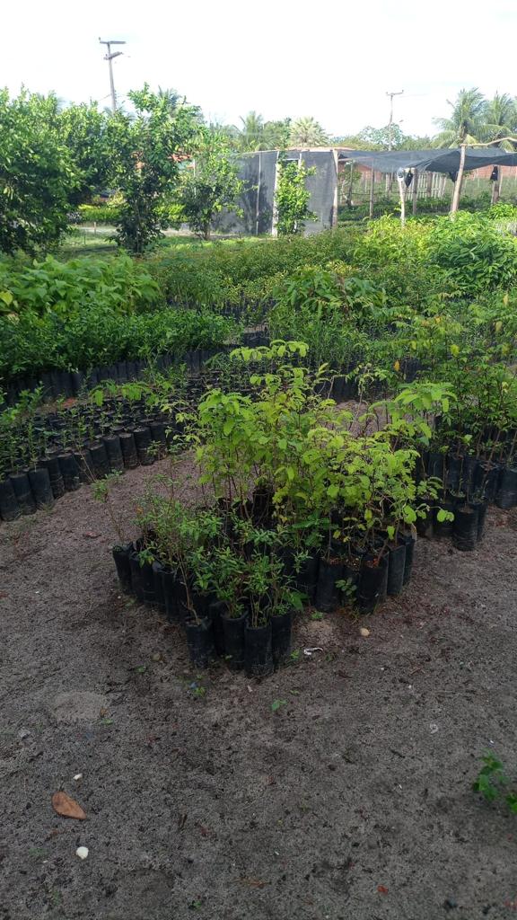 Ceará Renewable Energy Project, Brazil