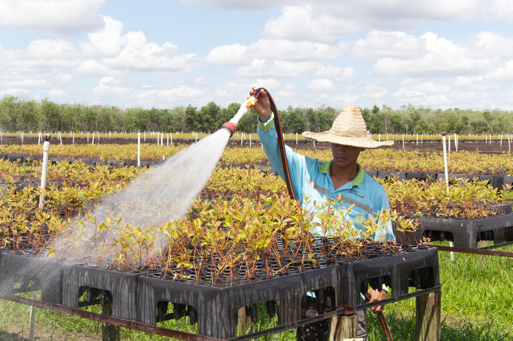 Vichada Climate Reforestation, Colombia