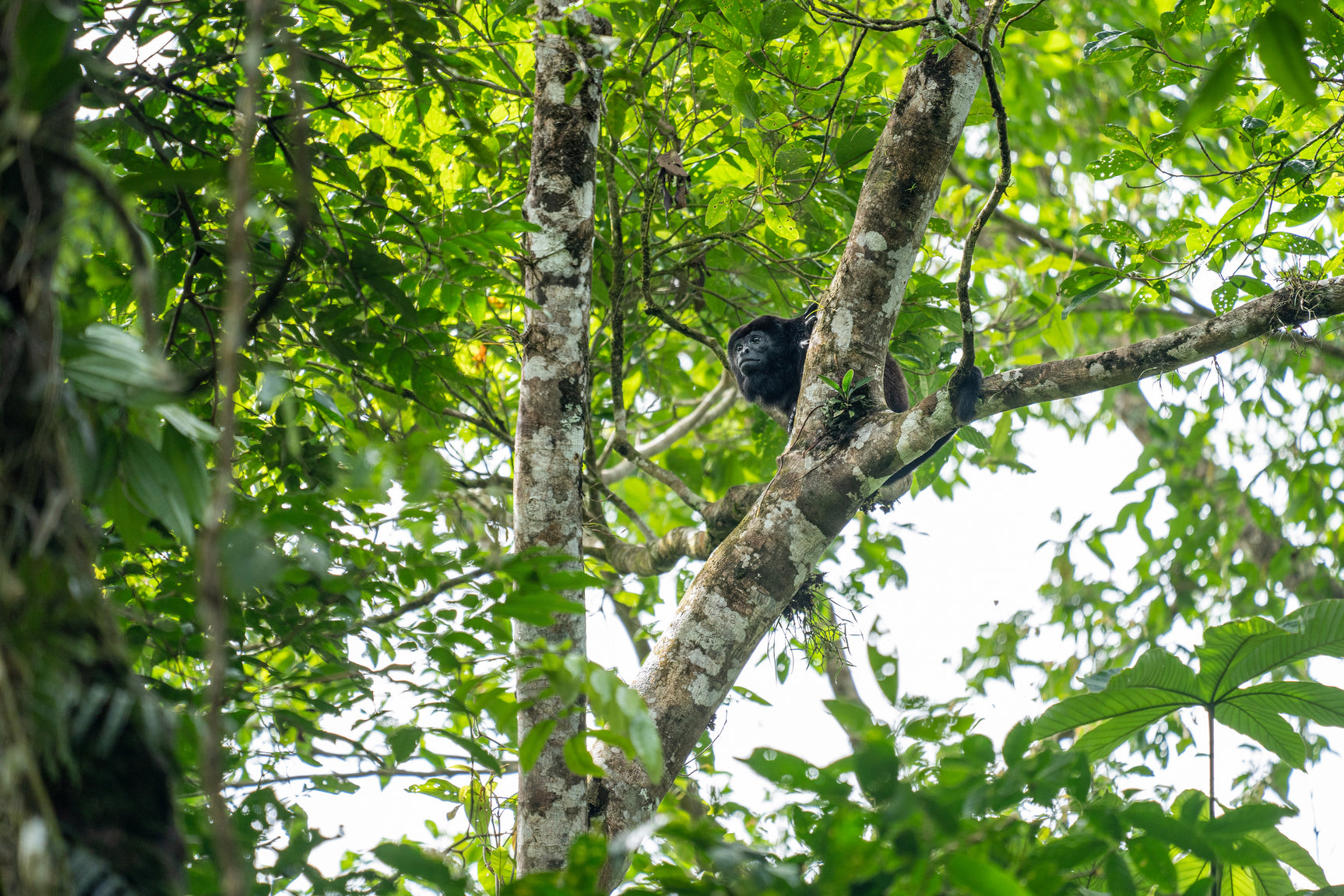 BaumInvest Mixed Reforestation in Costa Rica