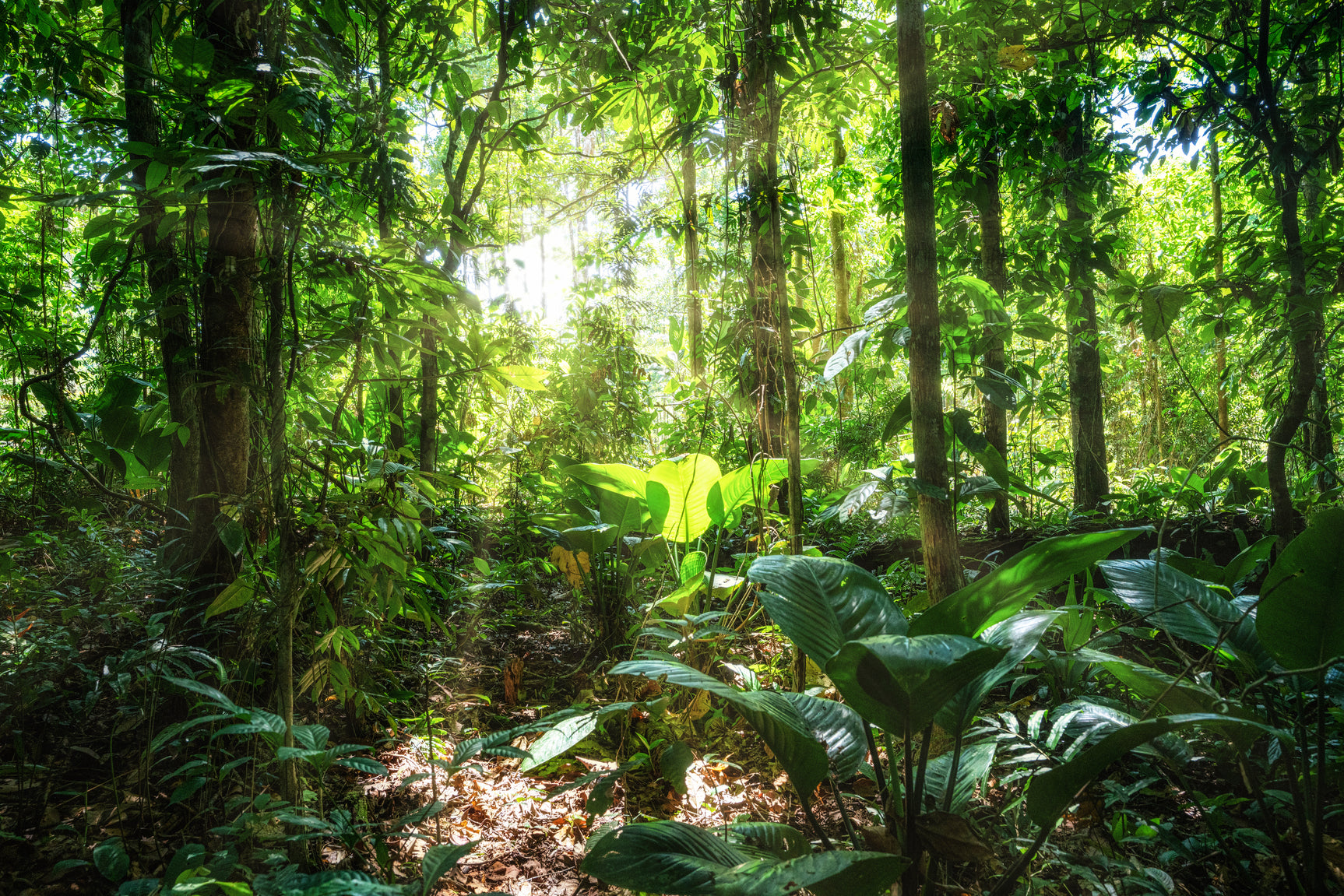 BaumInvest Mixed Reforestation in Costa Rica