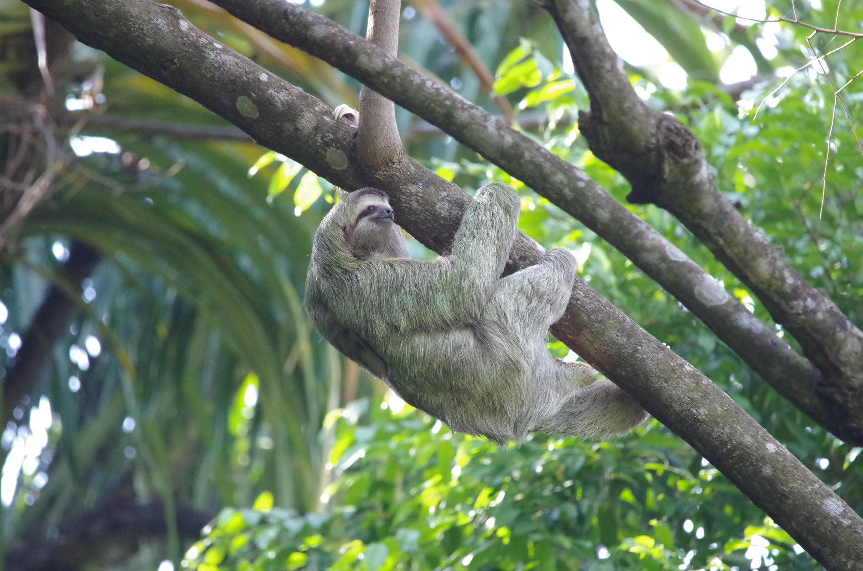 BaumInvest Mixed Reforestation in Costa Rica