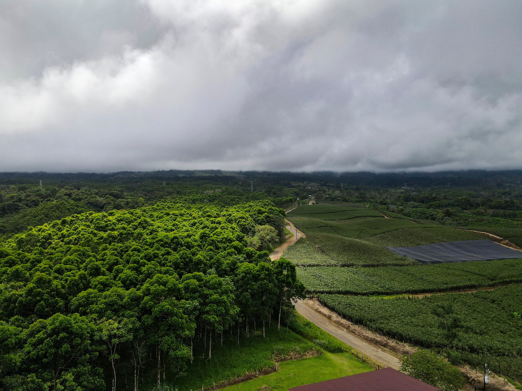 BaumInvest Mixed Reforestation in Costa Rica