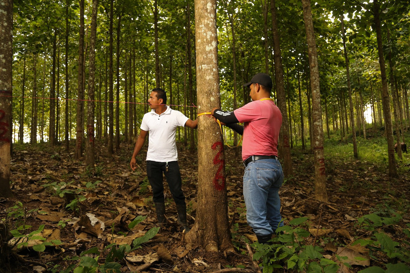 The Nicaforest High Impact Reforestation Program