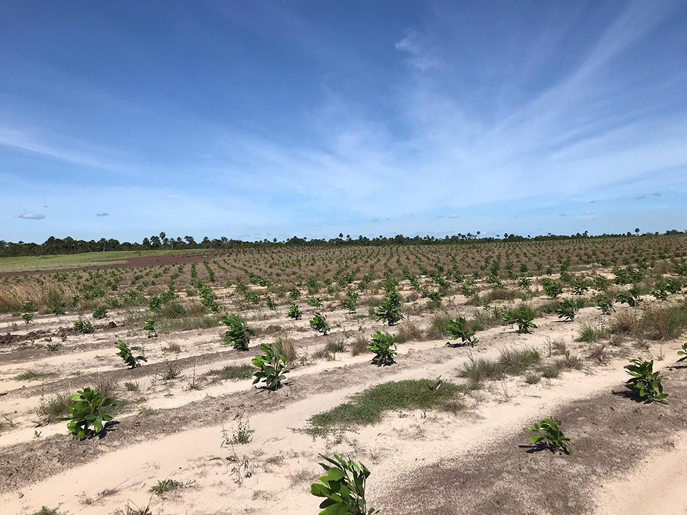 Vichada Climate Reforestation, Colombia
