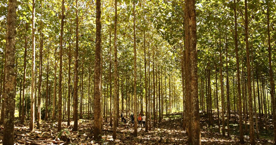 The Nicaforest High Impact Reforestation Program