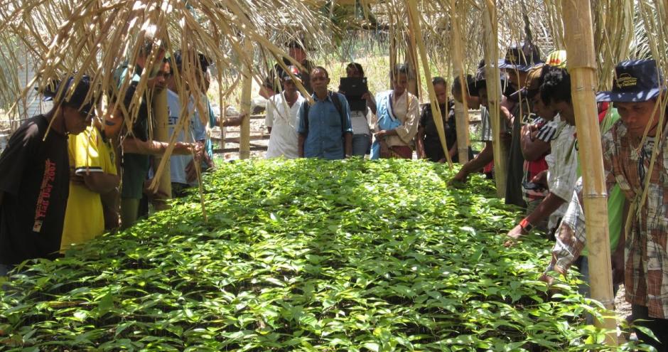 WithOneSeed Community Forest Programme, Timor-Leste