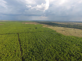 Vichada Climate Reforestation, Colombia