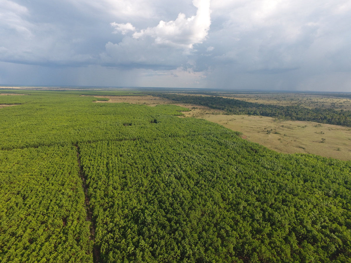 Vichada Climate Reforestation, Colombia