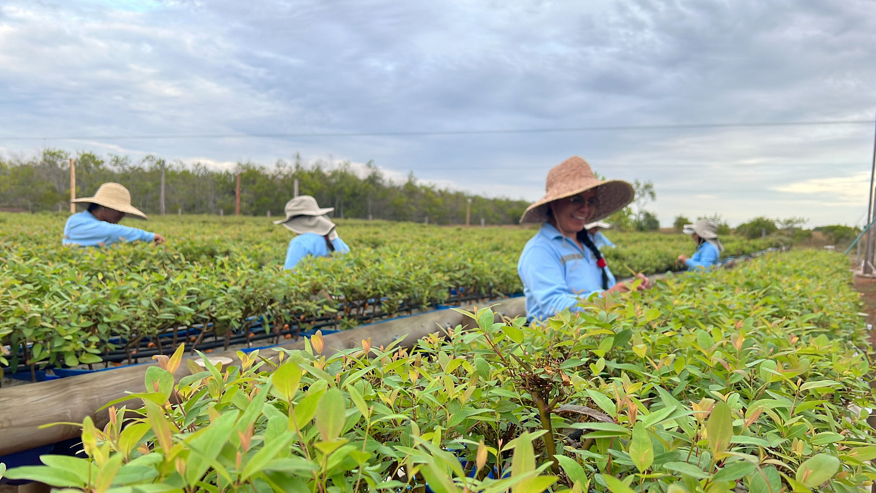 Vichada Climate Reforestation, Colombia