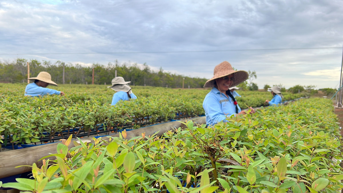 Vichada Climate Reforestation, Colombia