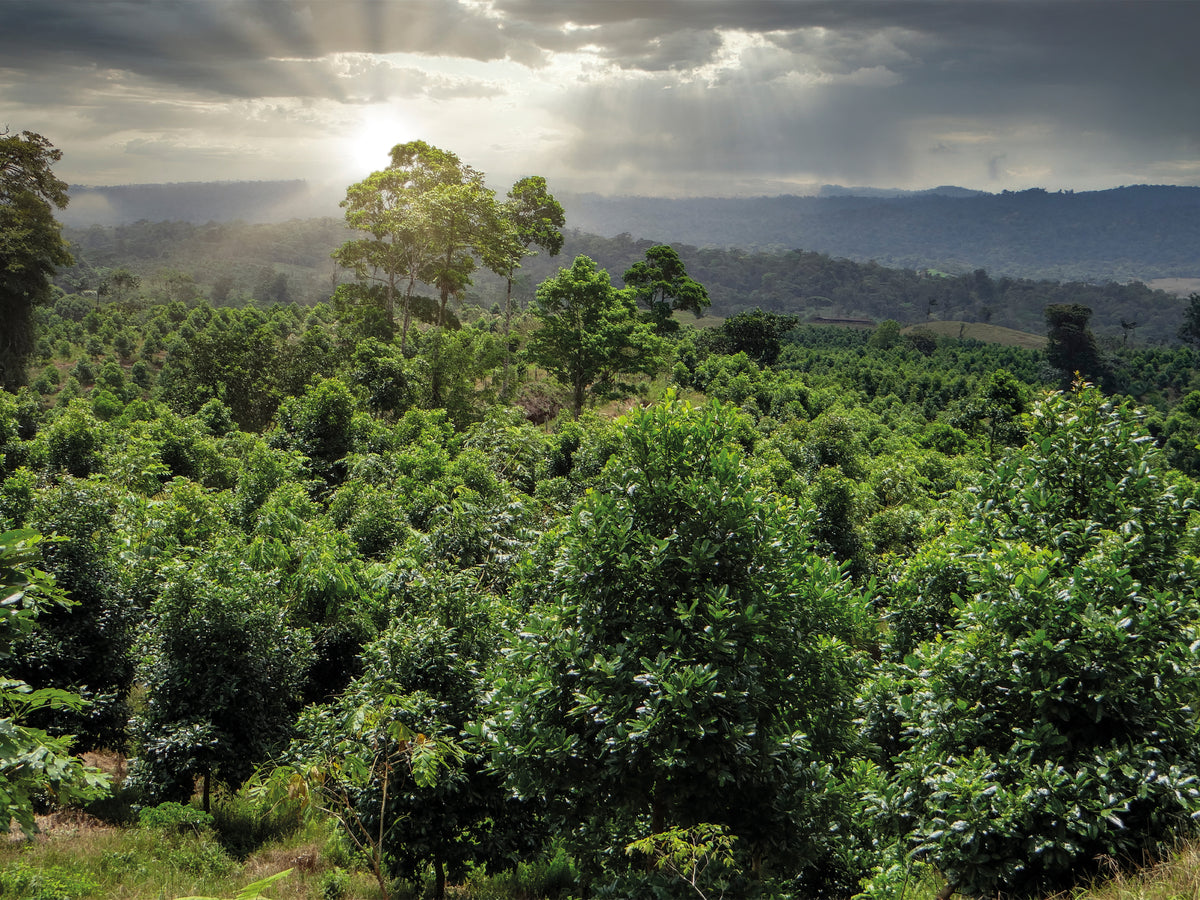 BaumInvest Mixed Reforestation in Costa Rica