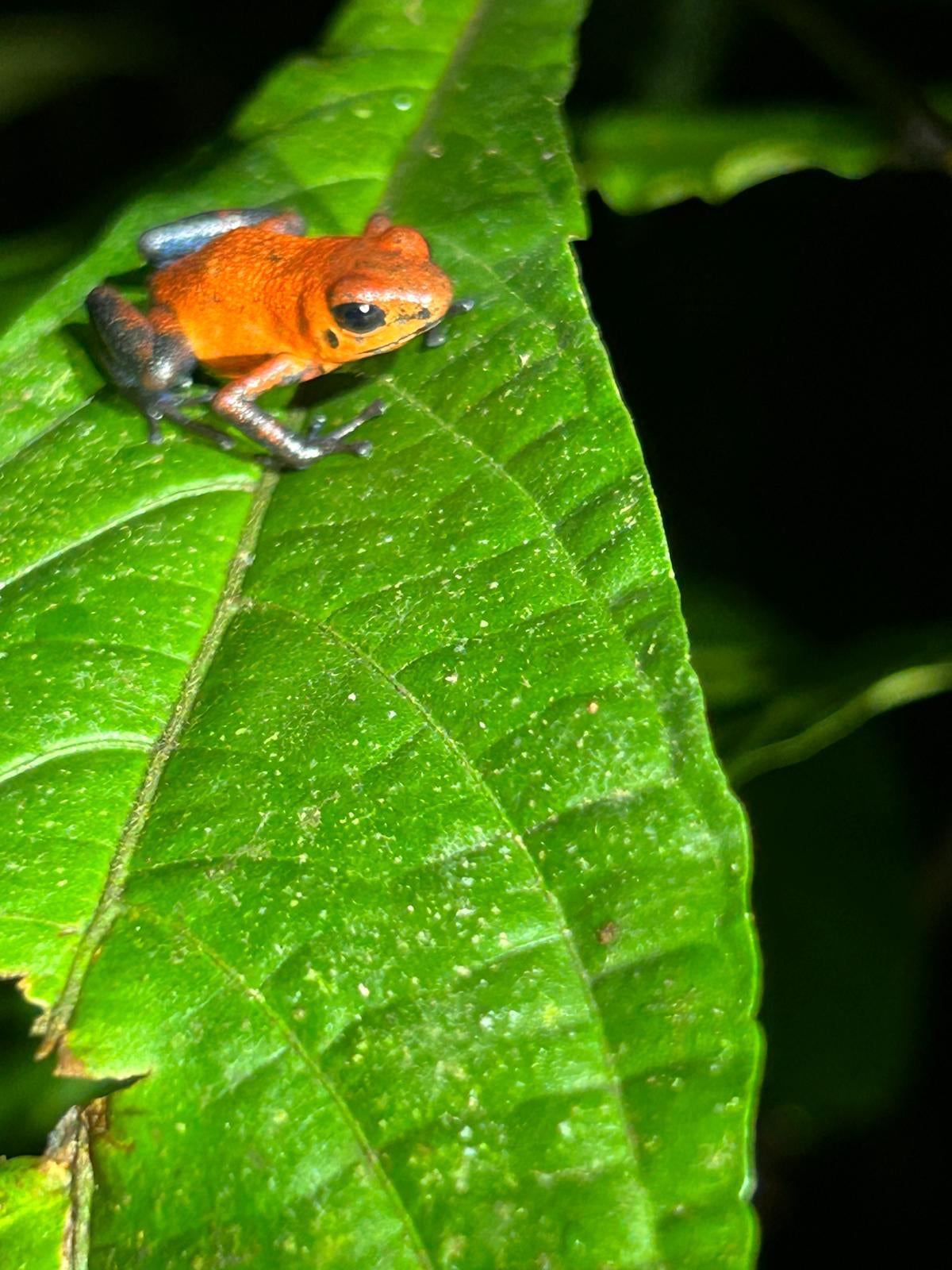 BaumInvest Mixed Reforestation in Costa Rica