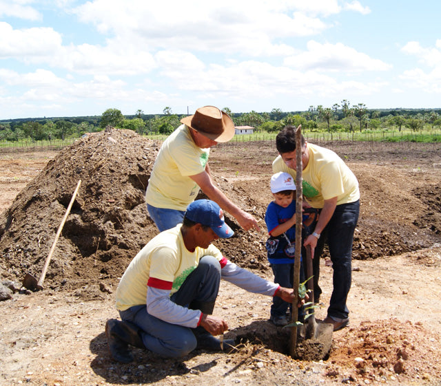 Ceará Renewable Energy Project, Brazil