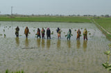 Methane Reduction from Rice Cultivation in Punjab Pakistan