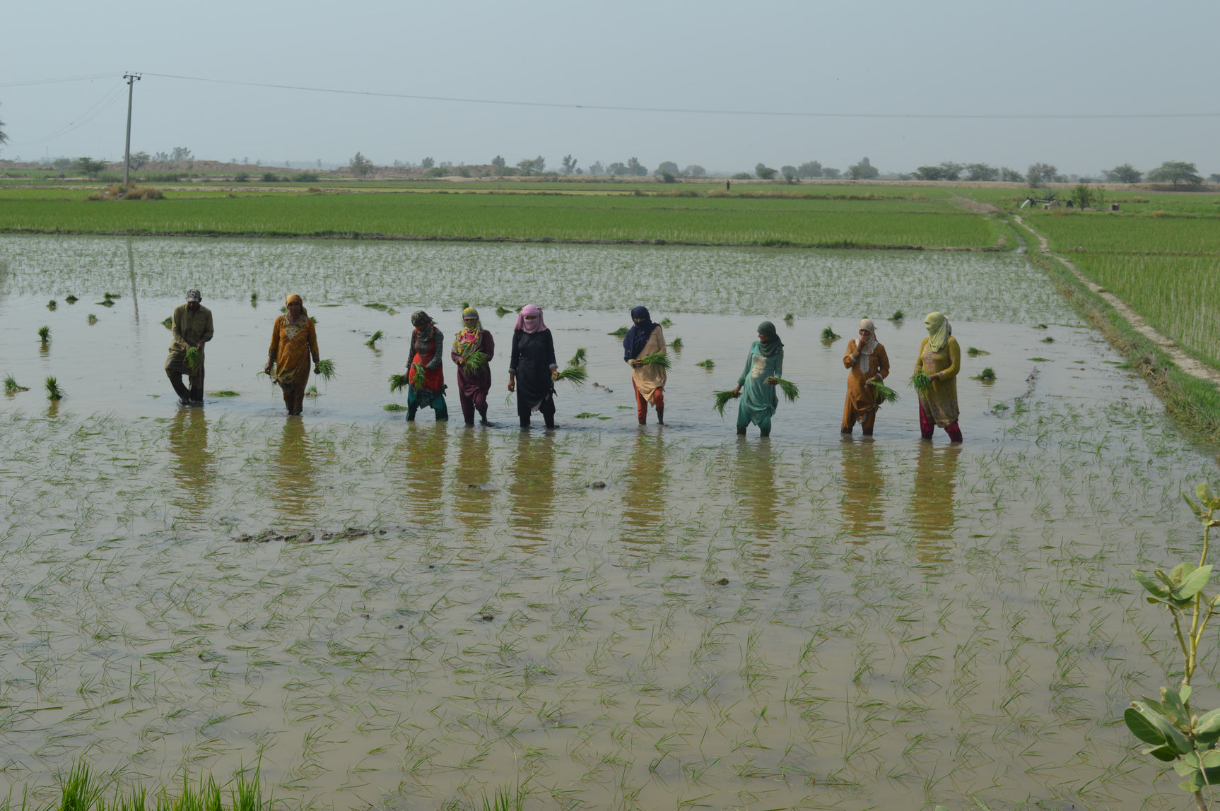 Methane Reduction from Rice Cultivation in Punjab Pakistan