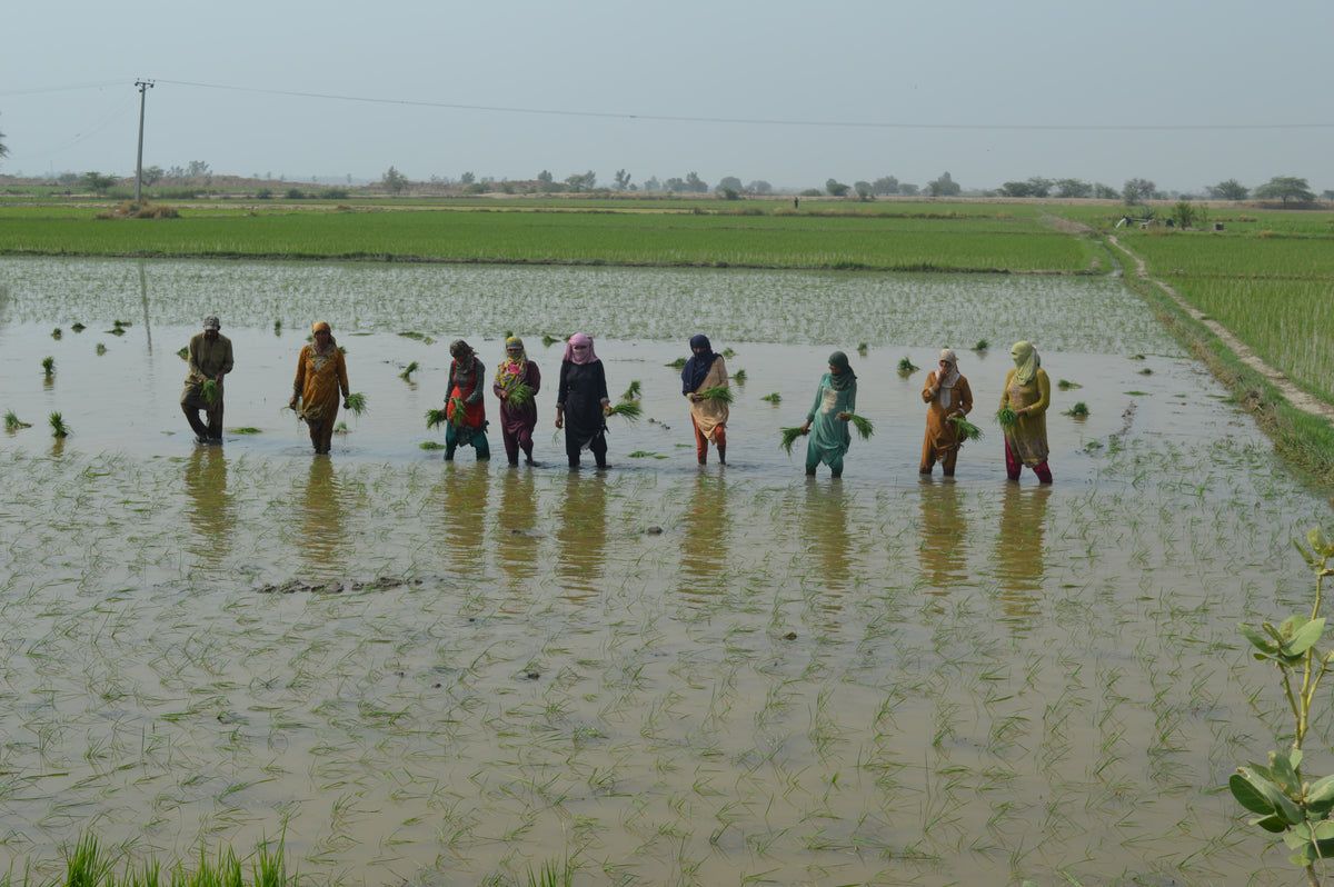 Methane Reduction from Rice Cultivation in Punjab Pakistan