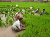 Methane Reduction from Rice Cultivation in Punjab Pakistan