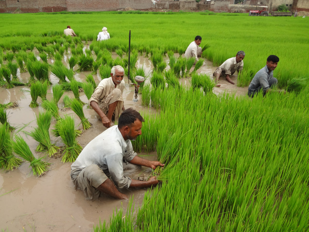 Methane Reduction from Rice Cultivation in Punjab Pakistan