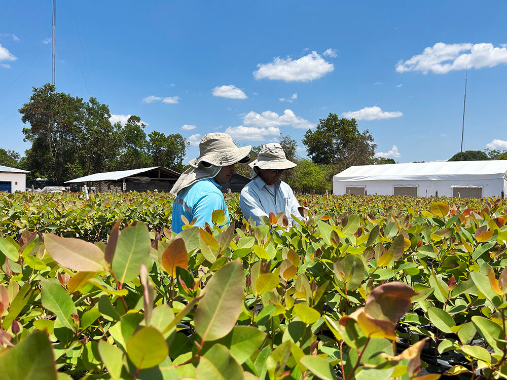 Vichada Climate Reforestation, Colombia