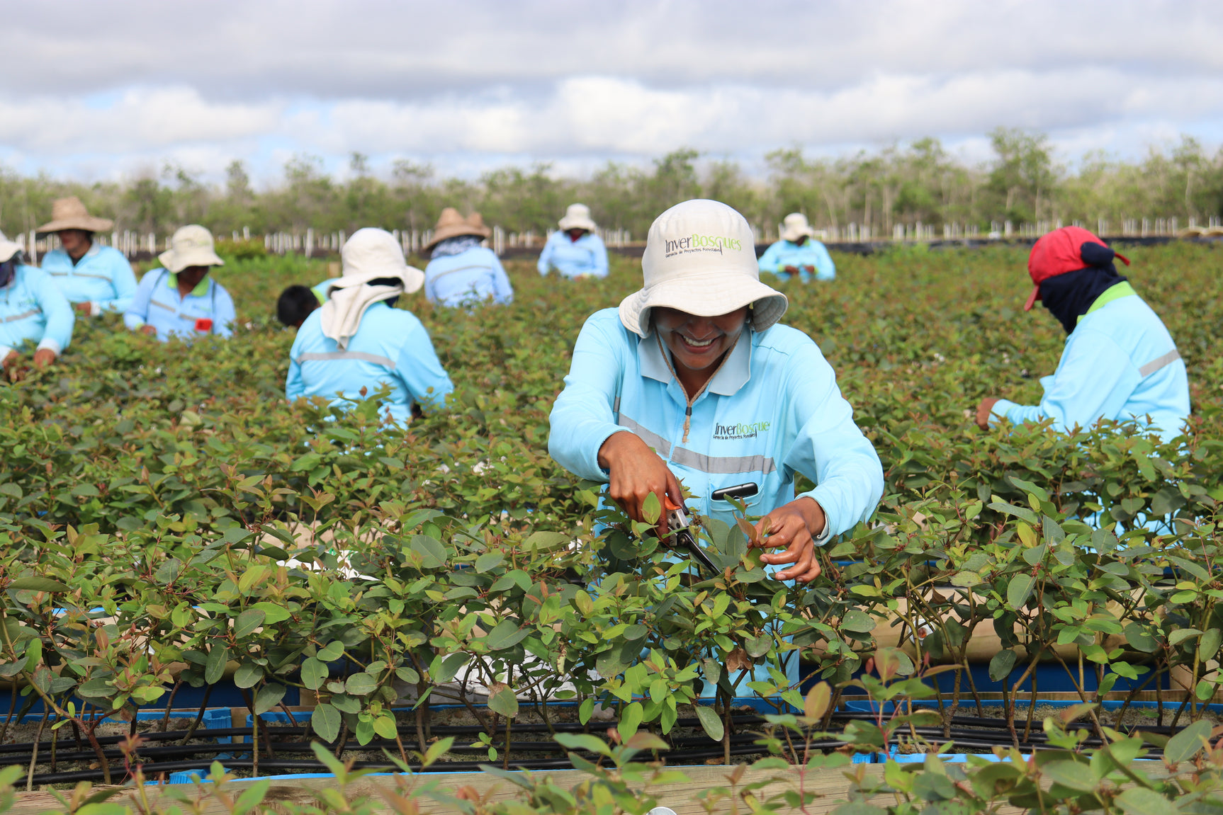 Vichada Climate Reforestation, Colombia