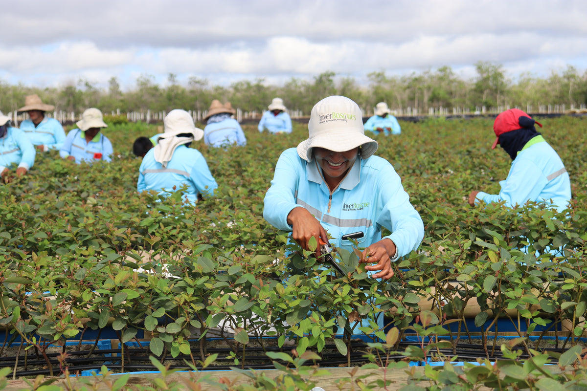 Vichada Climate Reforestation, Colombia