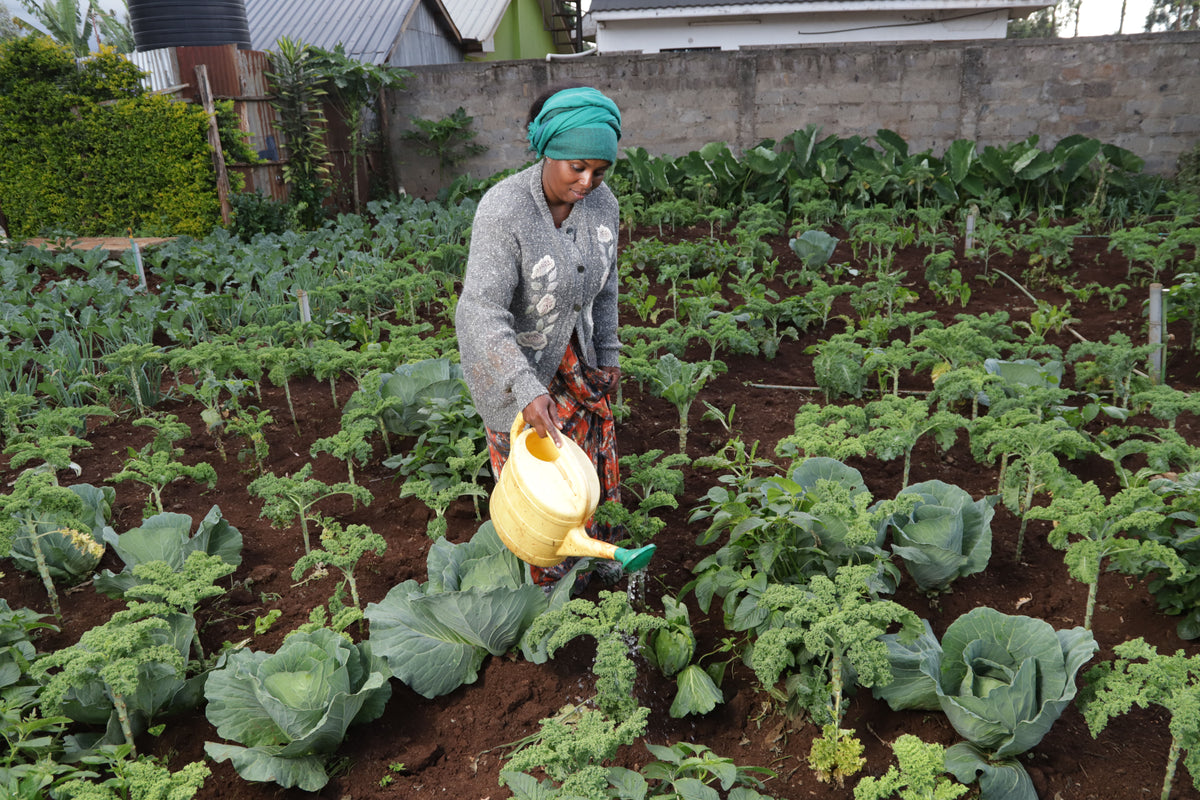 HomeBiogas Programme in Kenya