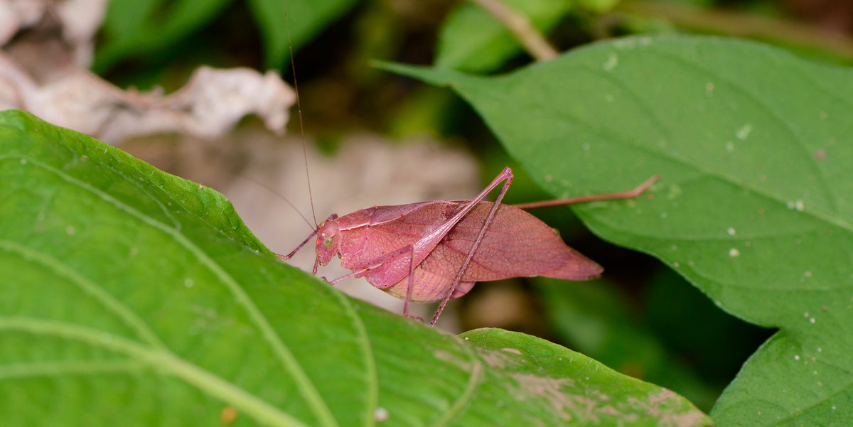 The Nicaforest High Impact Reforestation Program