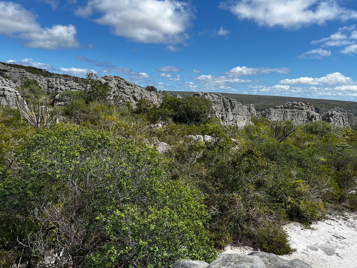 Buenos Aires Renewable Energy Project, Brazil