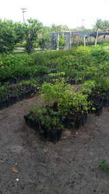 Ceará Renewable Energy Project, Brazil