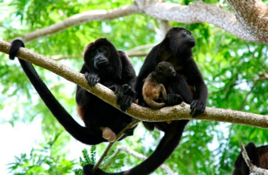 Betulia Energy and Biodiversity Restoration Project in Honduras