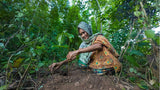 WithOneSeed Community Forest Programme, Timor-Leste