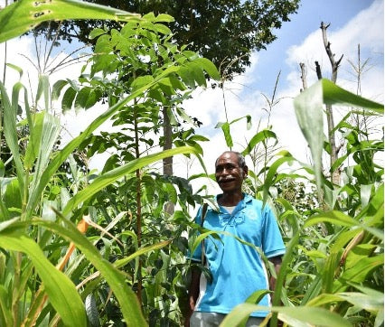WithOneSeed Community Forest Programme, Timor-Leste