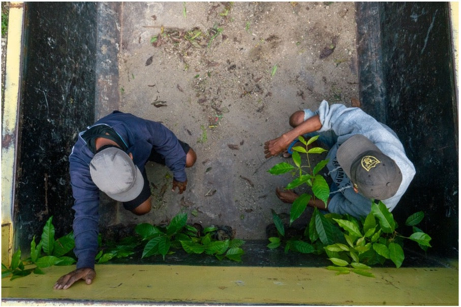 WithOneSeed Community Forest Programme, Timor-Leste