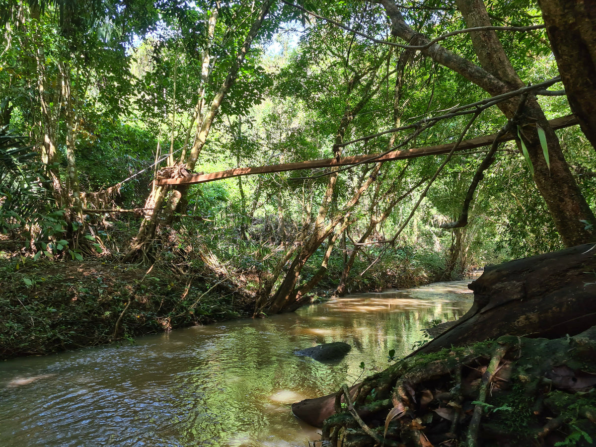 The Nicaforest High Impact Reforestation Program