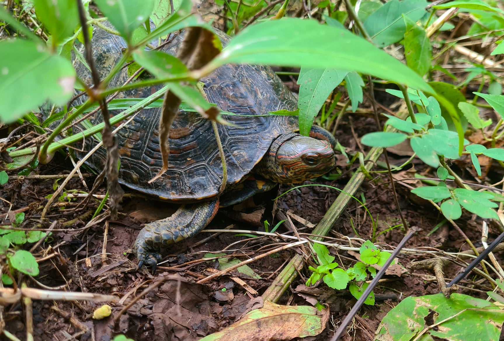 The Nicaforest High Impact Reforestation Program