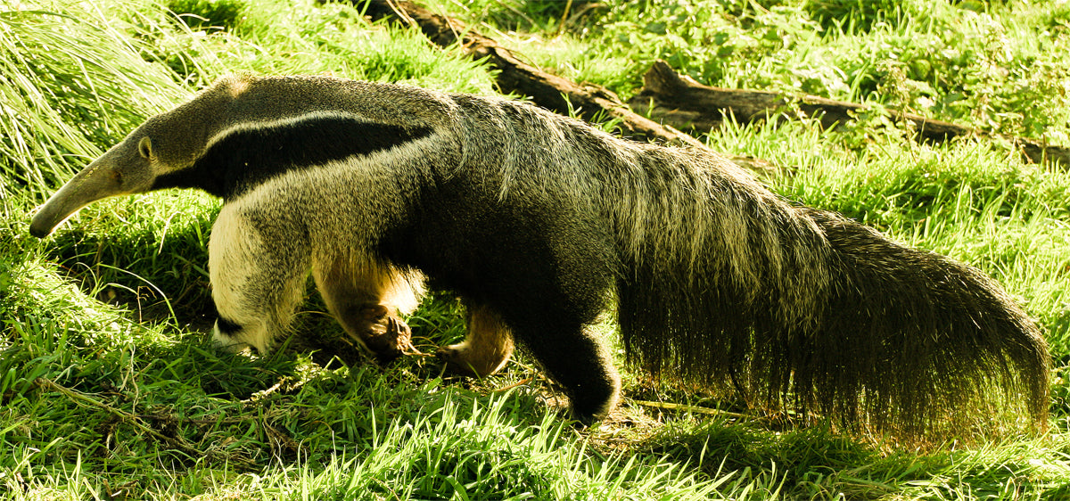 Ceará Renewable Energy Project, Brazil