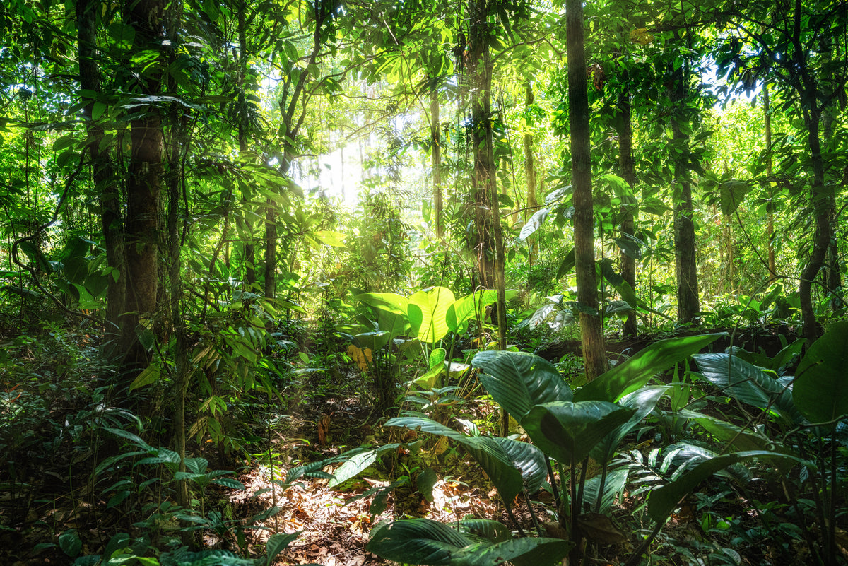 BaumInvest Mixed Reforestation in Costa Rica