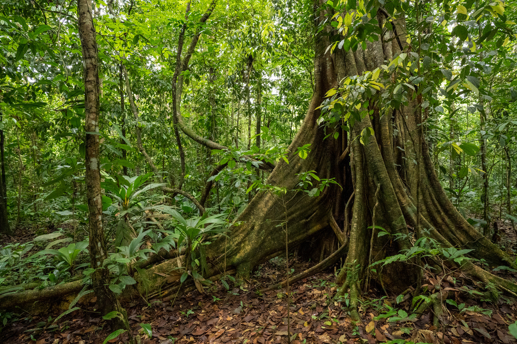 BaumInvest Mixed Reforestation in Costa Rica