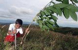 Betulia Energy and Biodiversity Restoration Project in Honduras