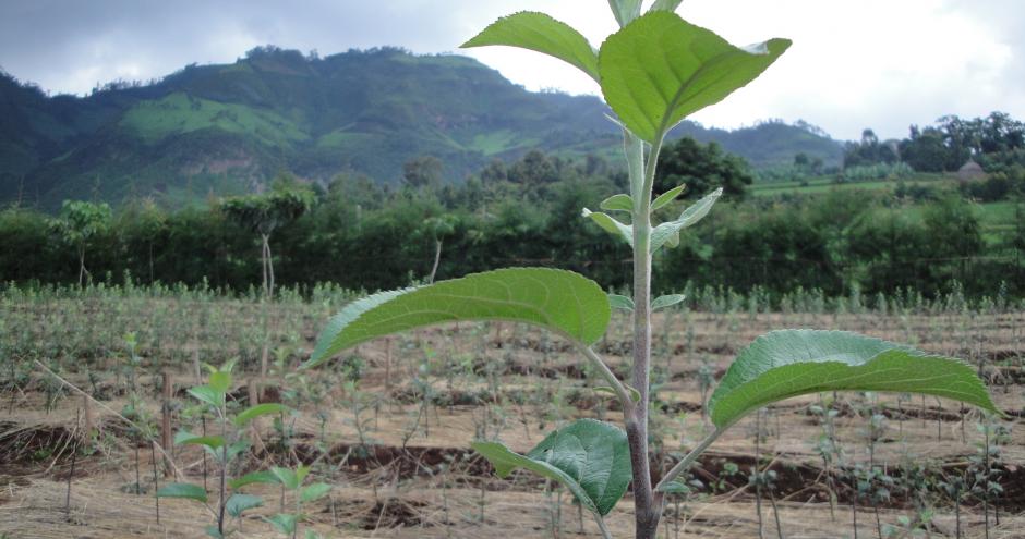 Ethiopian Forest Regeneration Cooperative