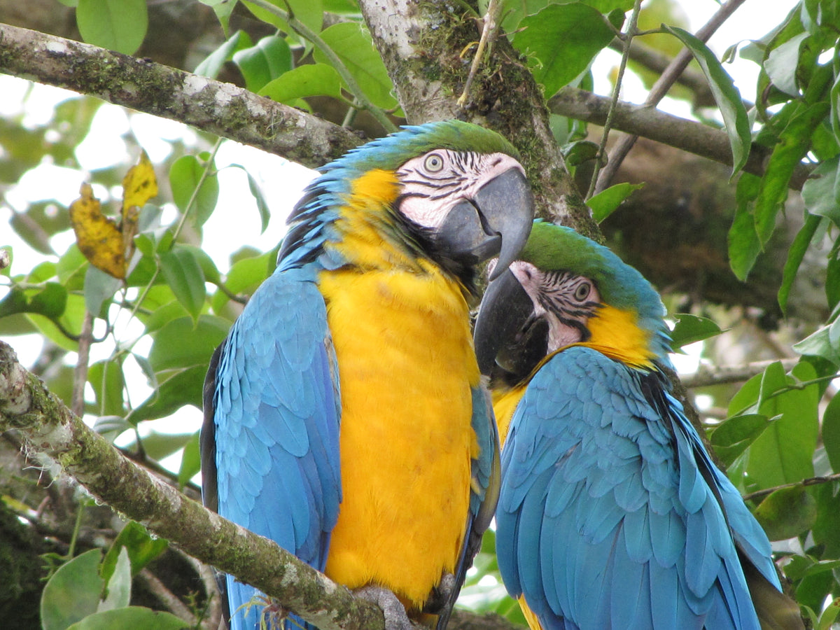 BaumInvest Mixed Reforestation in Costa Rica