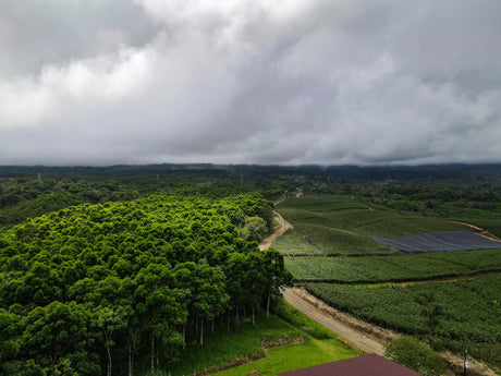 BaumInvest Mixed Reforestation in Costa Rica