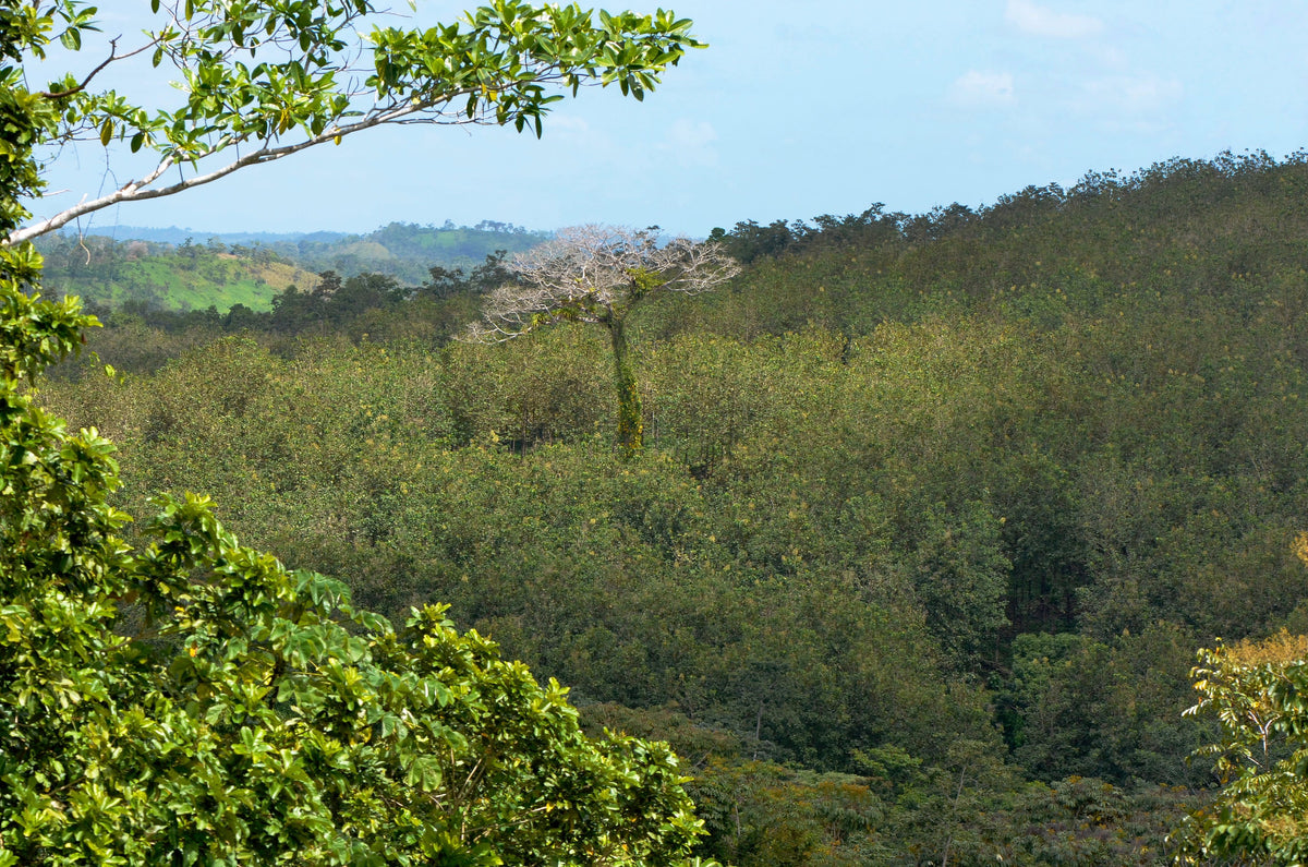 The Nicaforest High Impact Reforestation Program