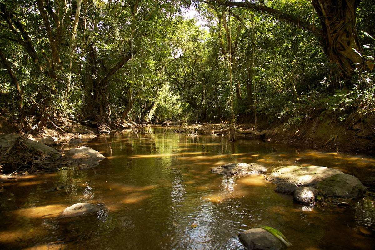 The Nicaforest High Impact Reforestation Program – Gold Standard ...